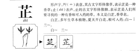 芷意思|芷的意思，芷字的意思